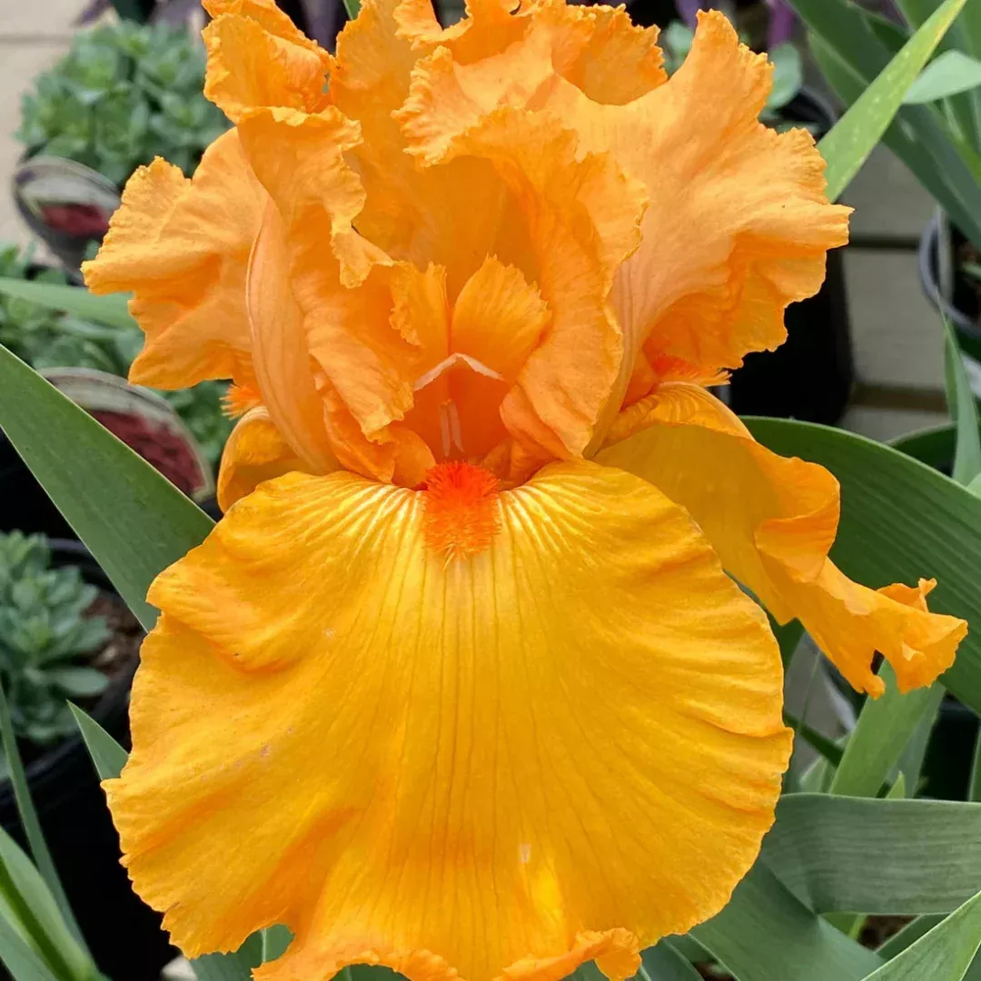 Iris germanica ‘Savannah Sunset’