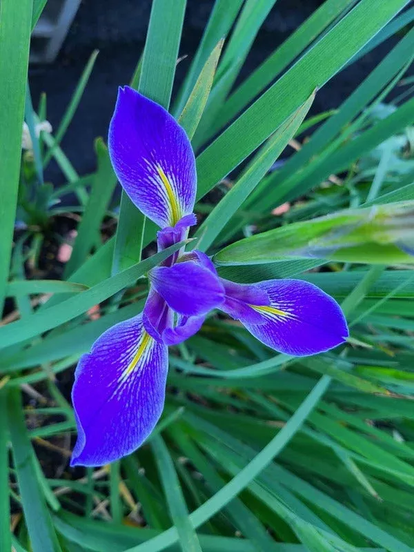 Iris giganticaerulea Boutte