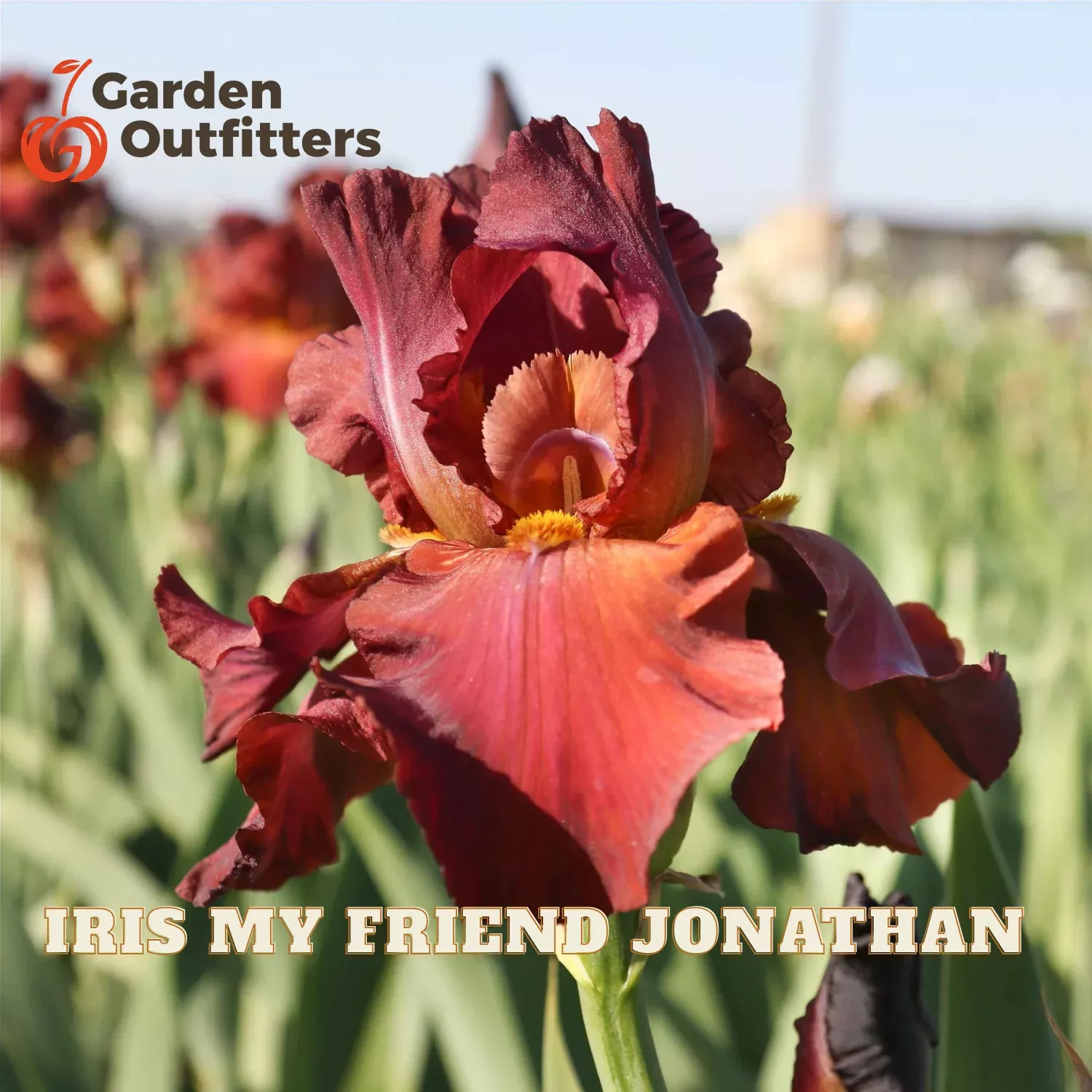Iris My Friend Jonathan (Iris germanica ‘My Friend Jonathan’) – 1 gallon