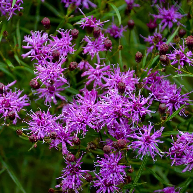 ‘Iron Butterfly’ Ironweed – Vernonia lettermannii