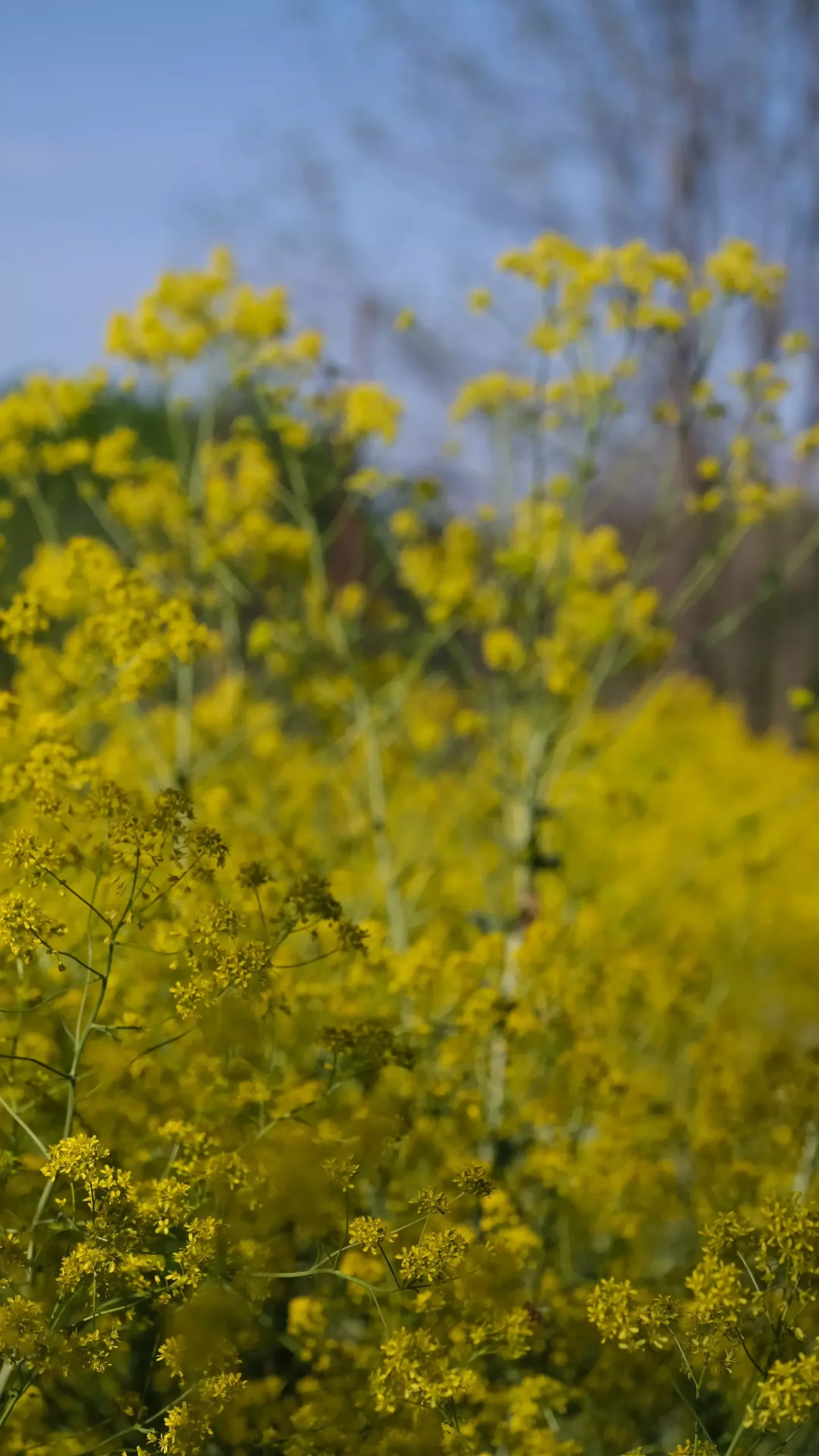 Isatis tinctoria | dyer’s woad