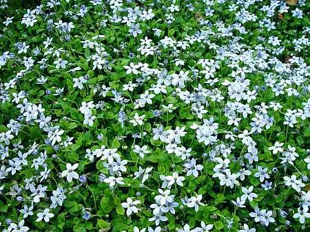 Isotoma fluviatilis 'Blue Star Creeper' – Blue Star Creeper