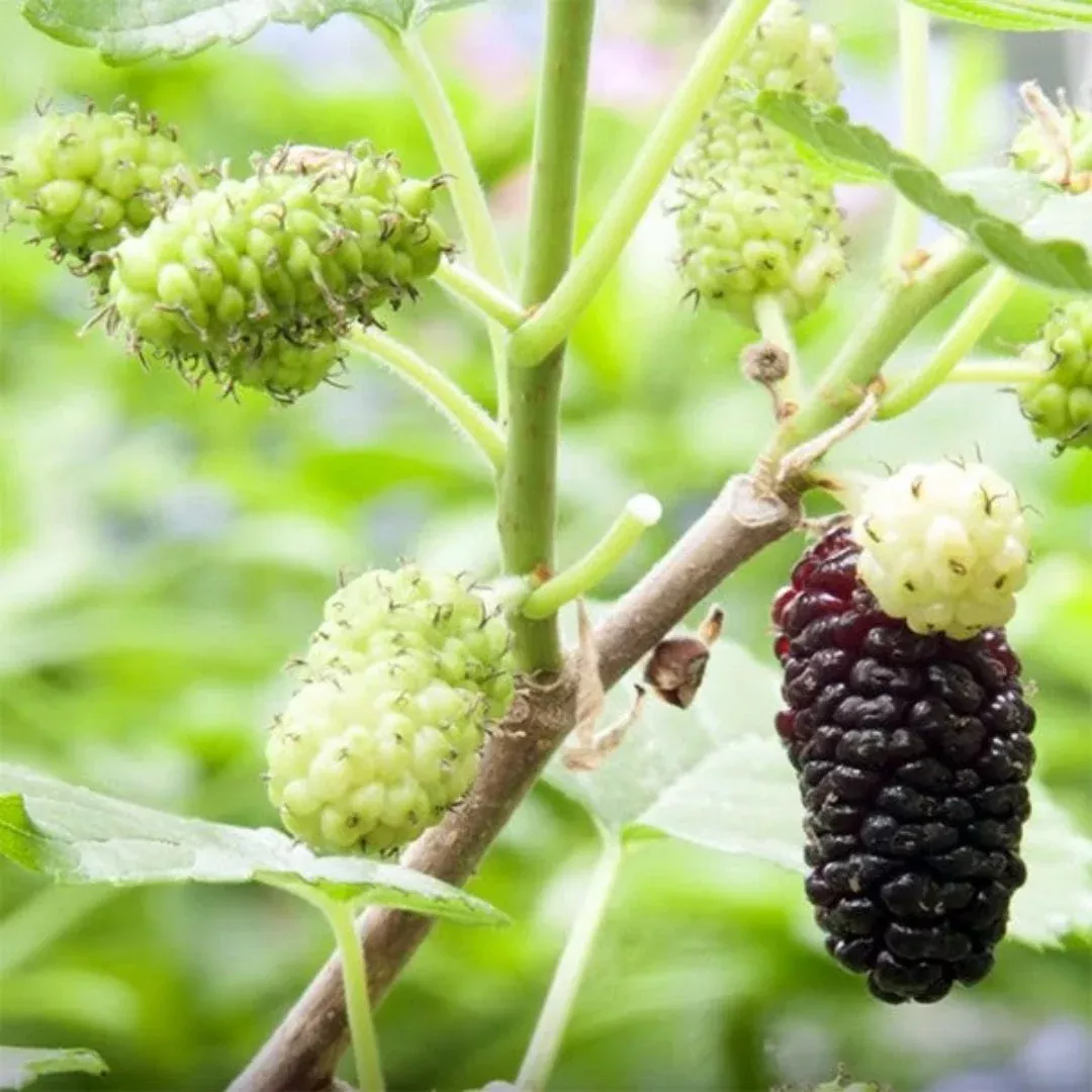 Issai Morus Alba Dwarf Mulberry