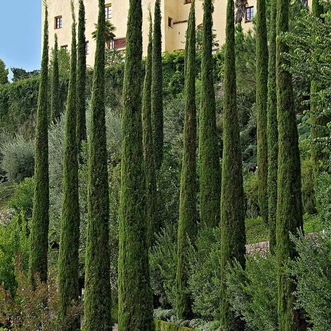 Italian Cypress is a Strikingly Thin Tall and Straight Evergreen Tree