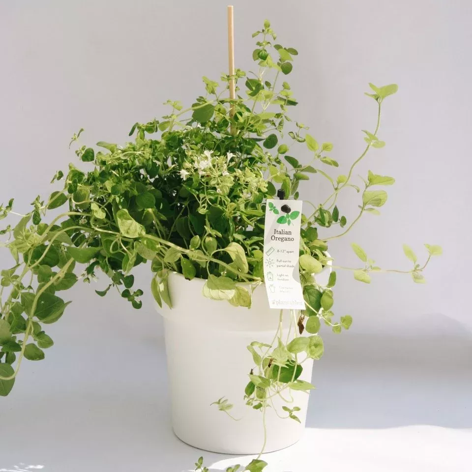 Italian Oregano