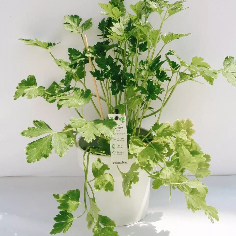 Italian Parsley