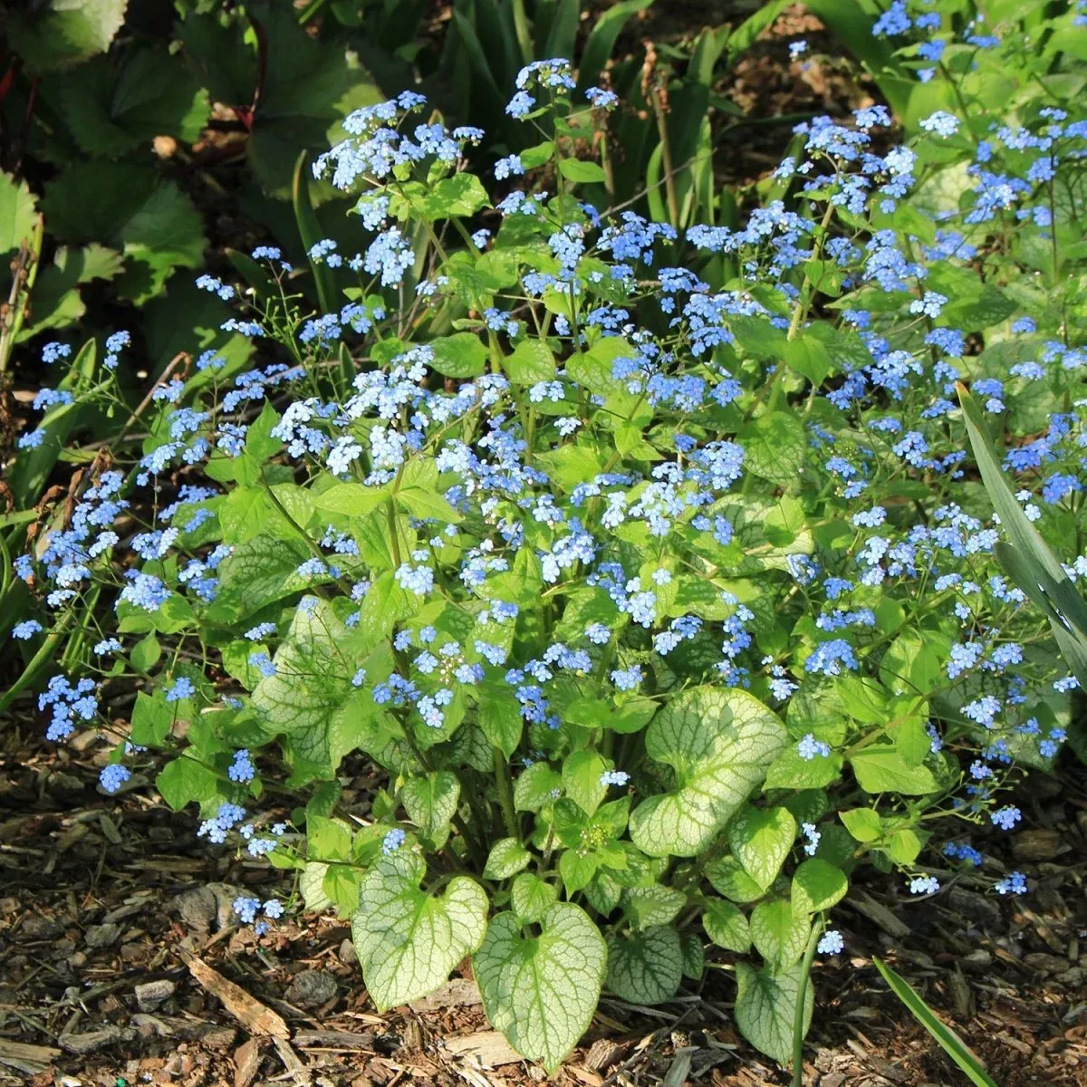 Jack Frost Siberian Bugloss
