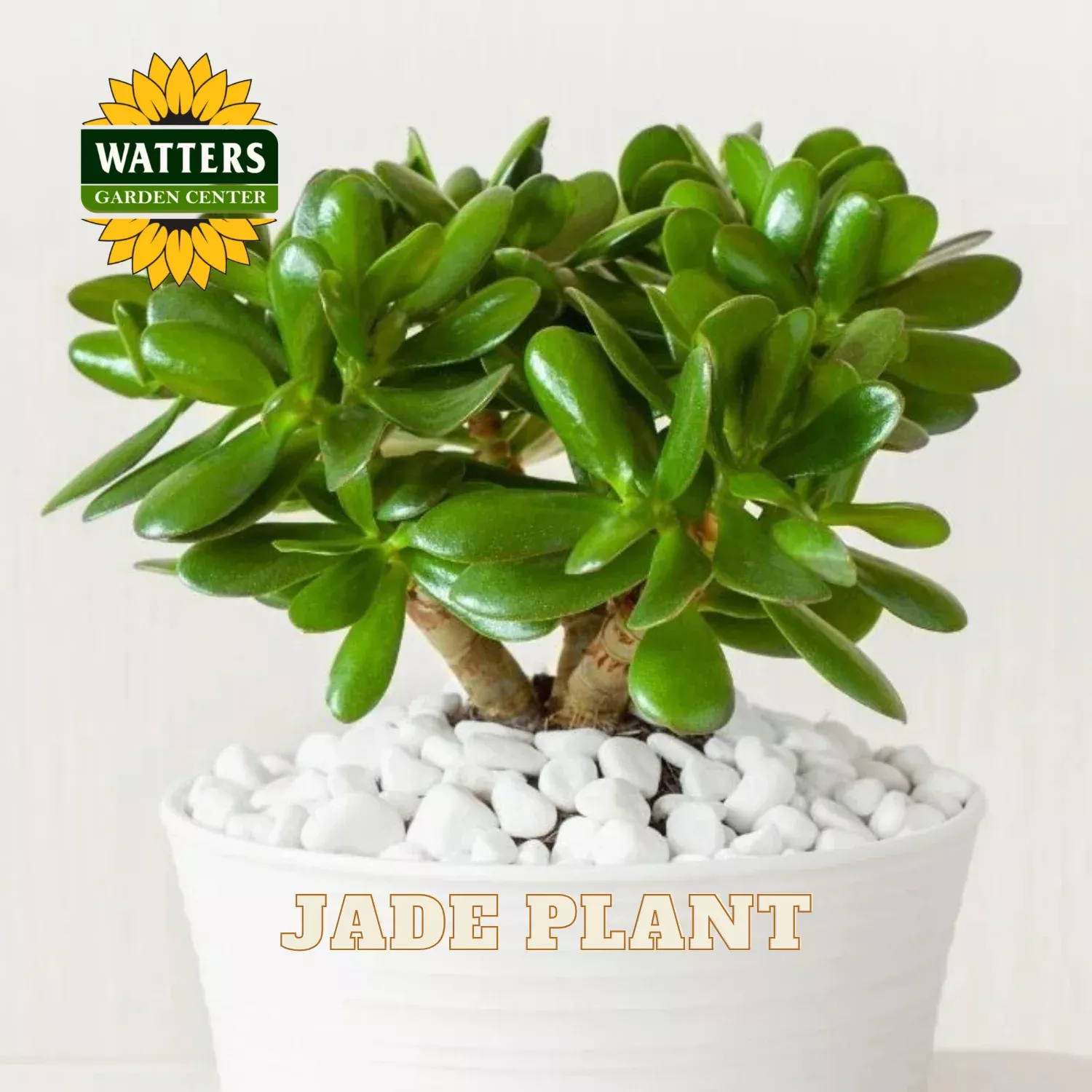 JADE PLANT 10 IN.