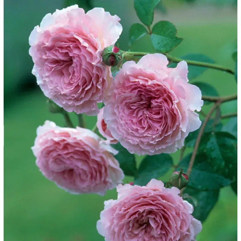 James Galway Austin Rose