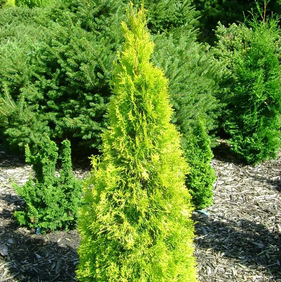 Jantar Arborvitae
