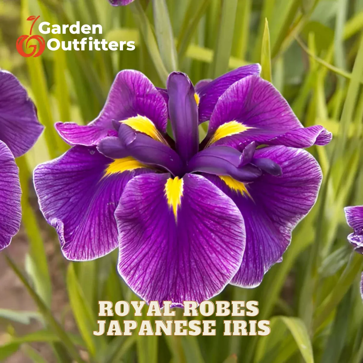 Japanese Iris – Royal Robes