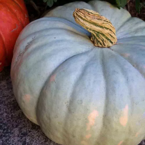 Jarrahdale Pumpkin Seeds – (Cucurbita maxima)