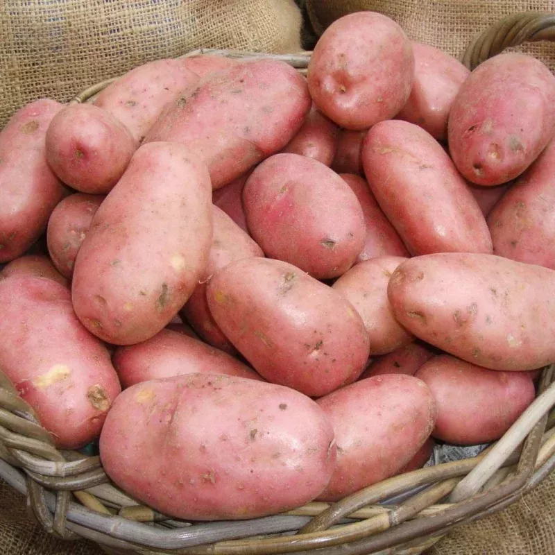 ‘Java’ Maincrop Seed Potatoes