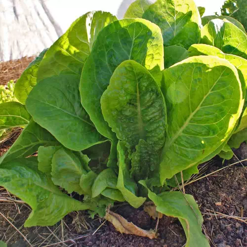 Jericho Lettuce Seeds - (Lactuca sativa)