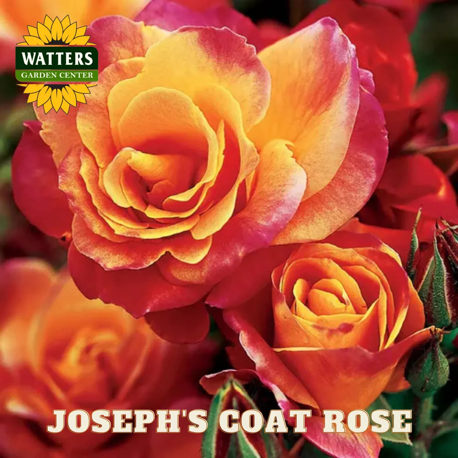 JOSEPH’S COAT ROSE 3gal