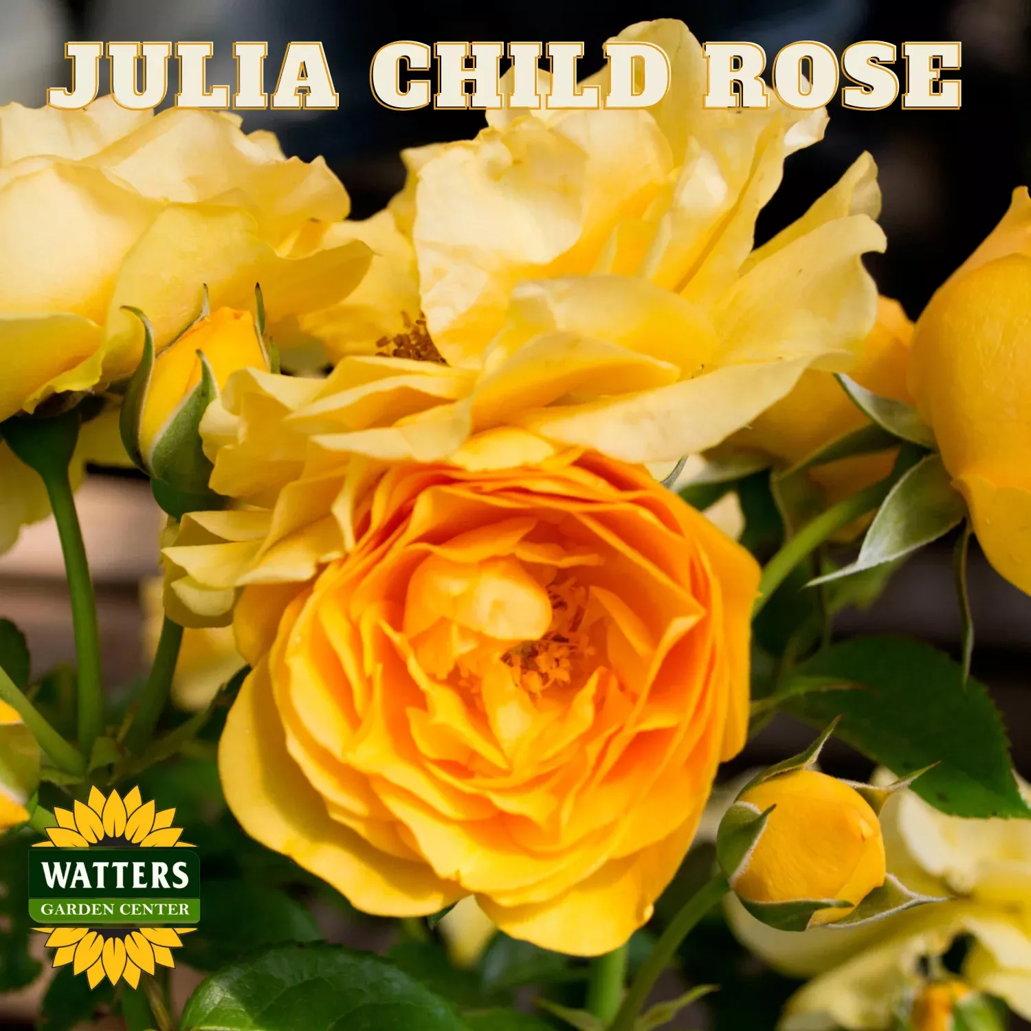 JULIA CHILD ROSE TREE 36″
