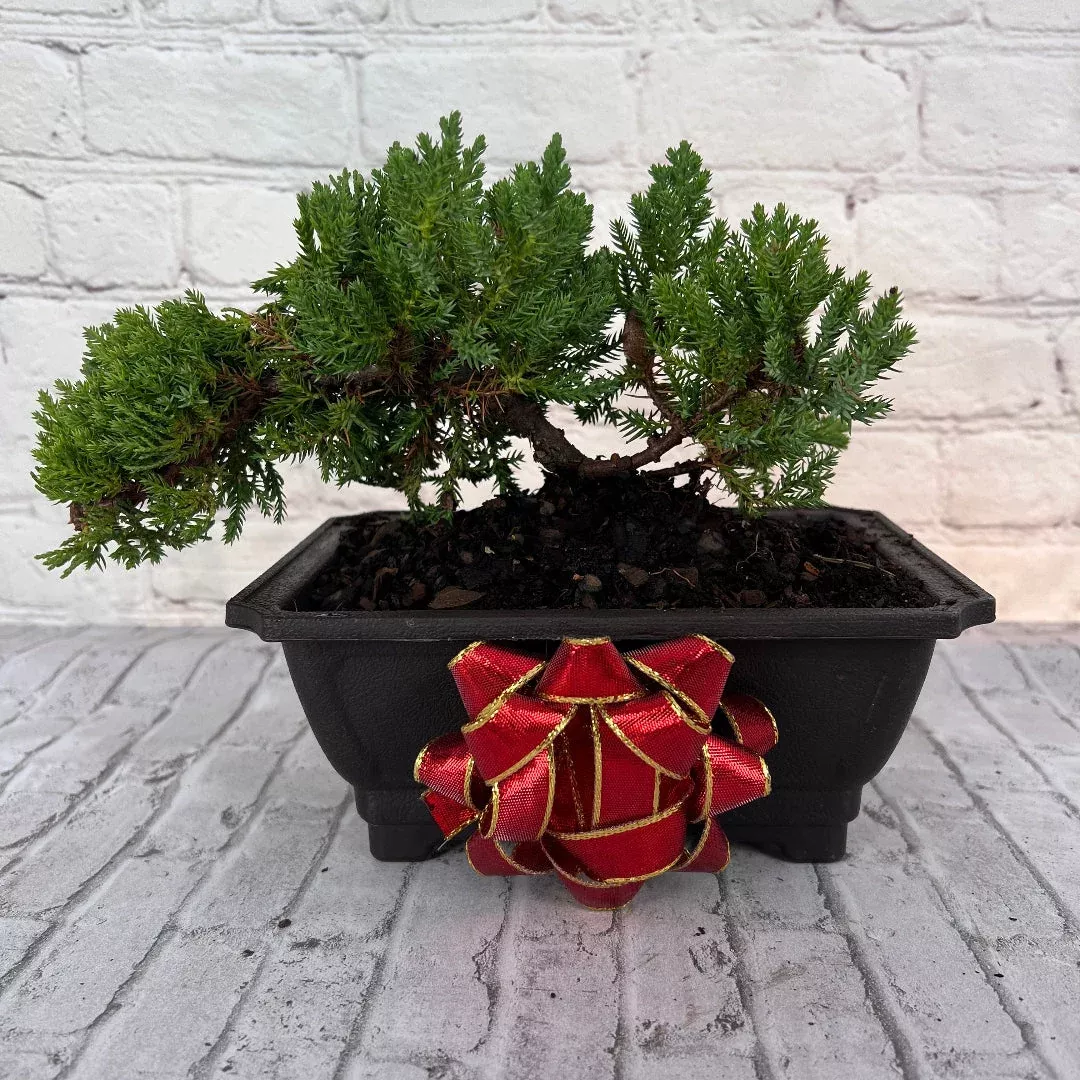 Juniper Bonsai – Cold-Hardy Live Bonsai in Plastic Planter