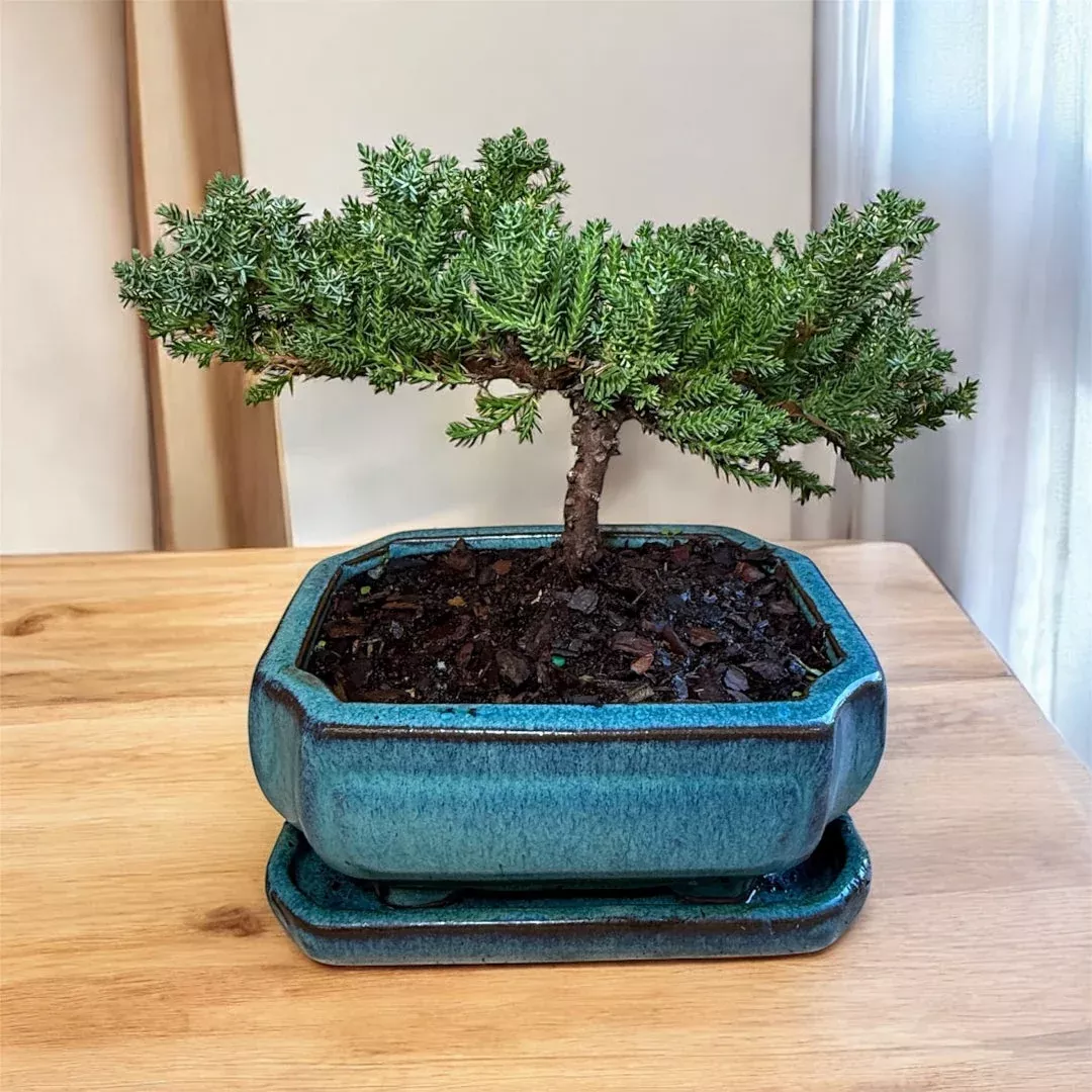 Juniper Bonsai Tree – Live Cold-Hardy Bonsai in Ceramic Planter