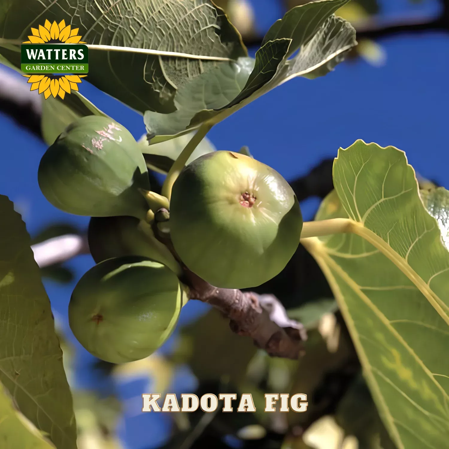 KADOTA FIG 2gal