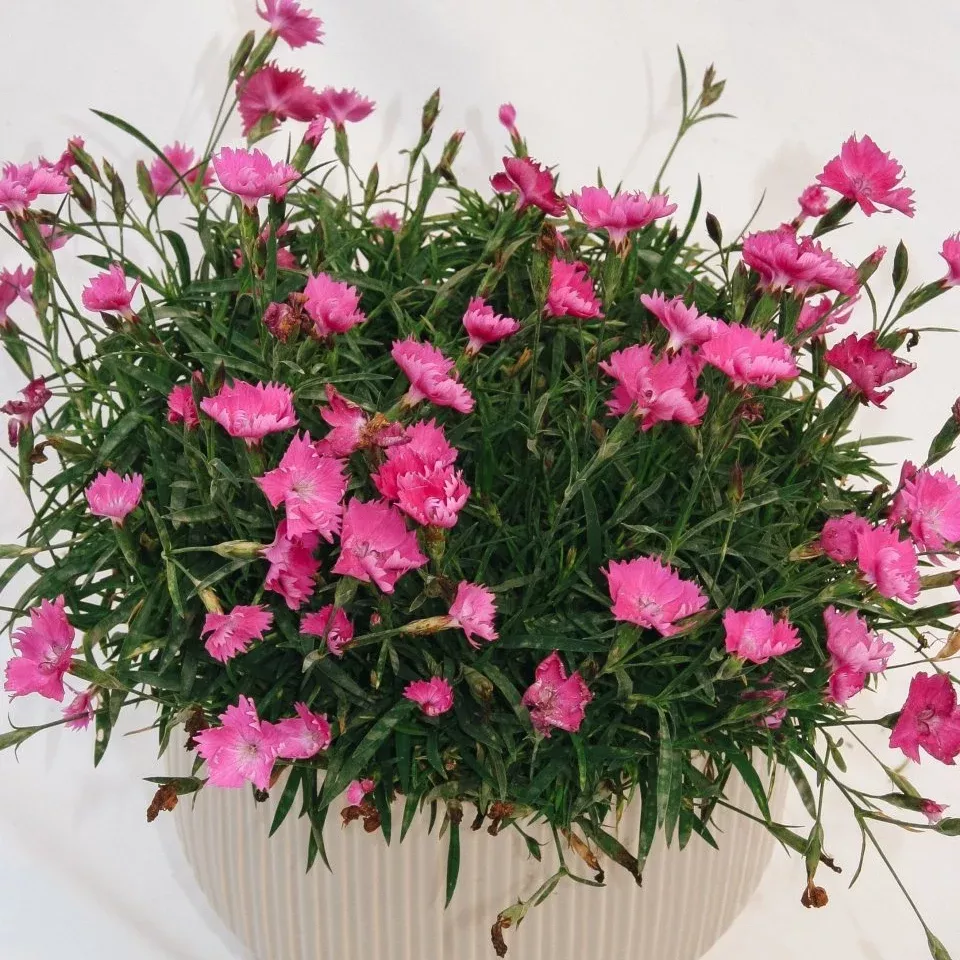 Kahori - Scarlet Pinks