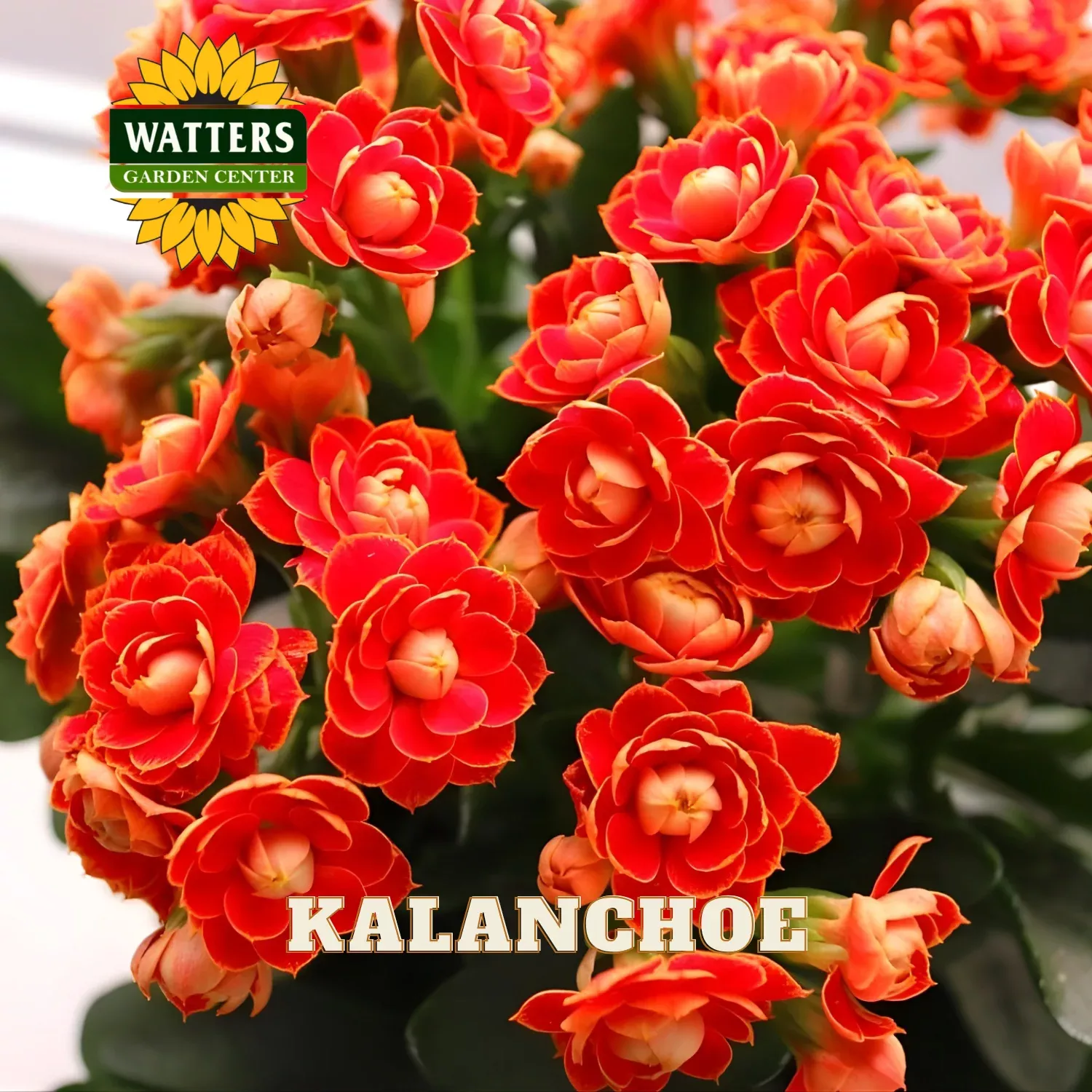 KALANCHOE 4in