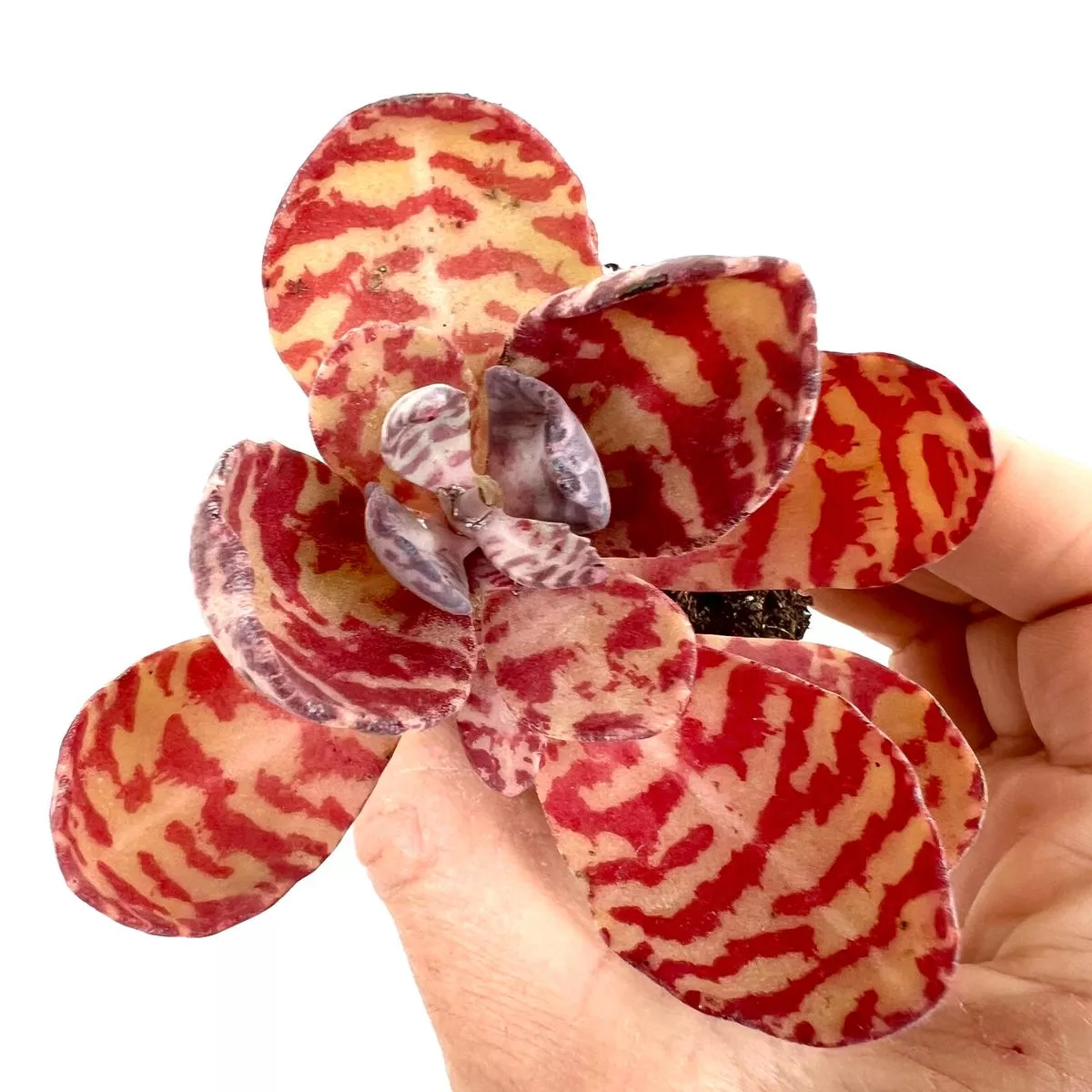 Kalanchoe humilis TANZANIA
