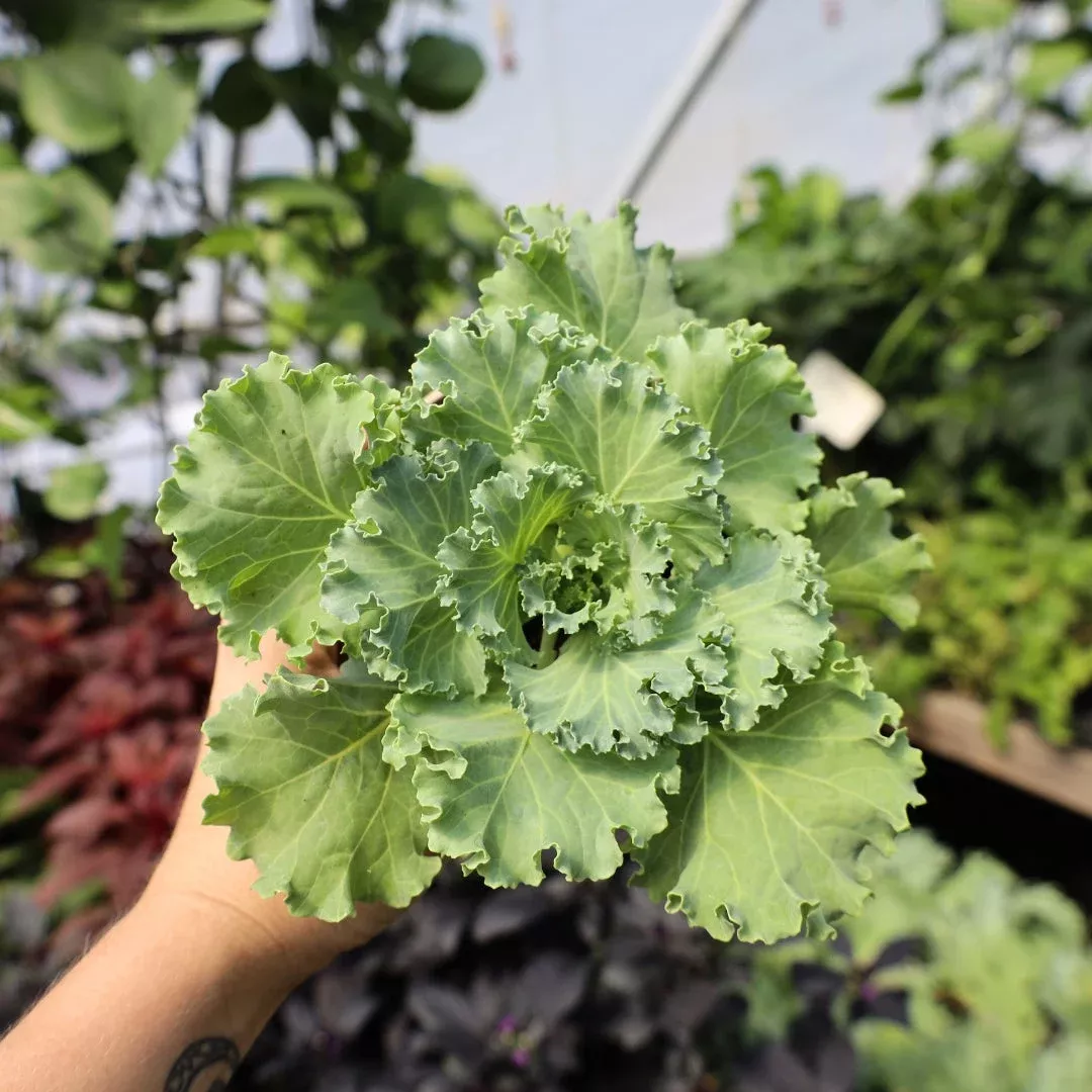 Kale Kamome White