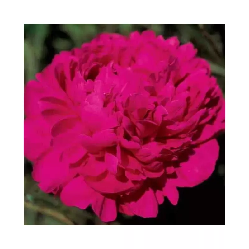 ‘Kansas’ Peony