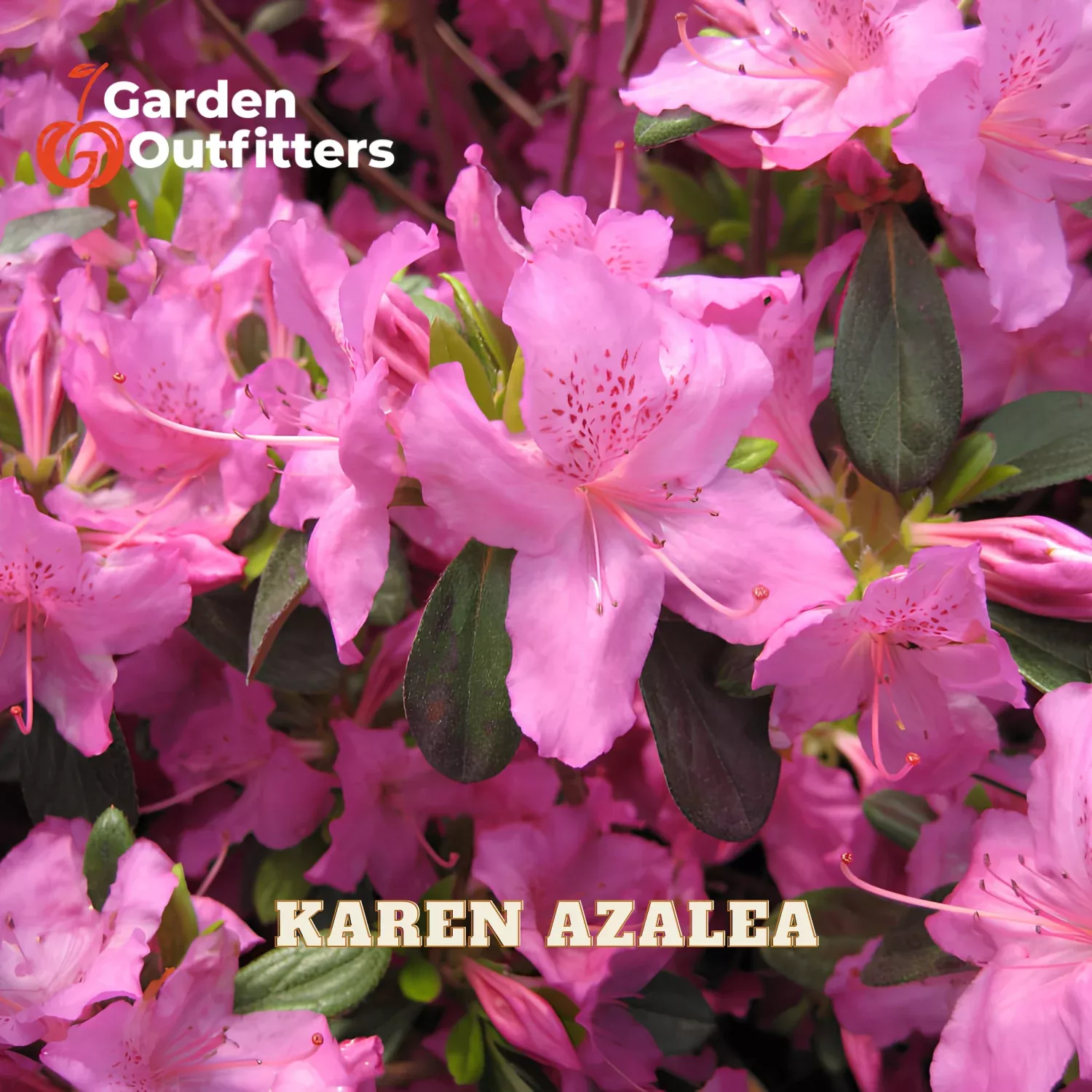 Karen Azalea (AZALEA KAREN) – 3 gallon 15″
