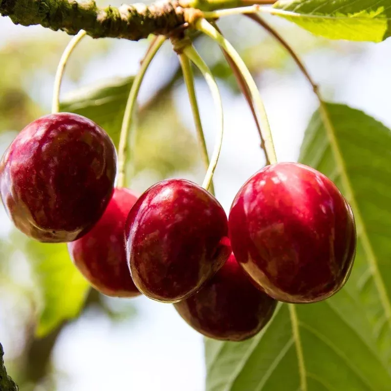 ‘Karina’ Cherry Tree