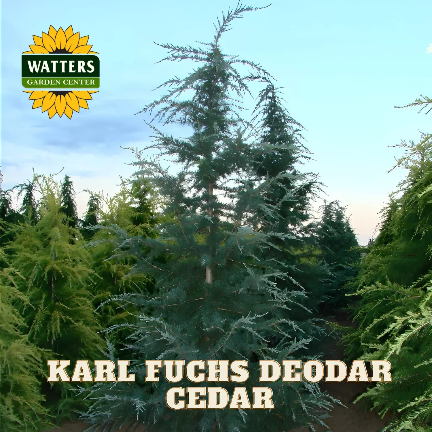 KARL FUCHS DEODAR CEDAR TREE 10gal
