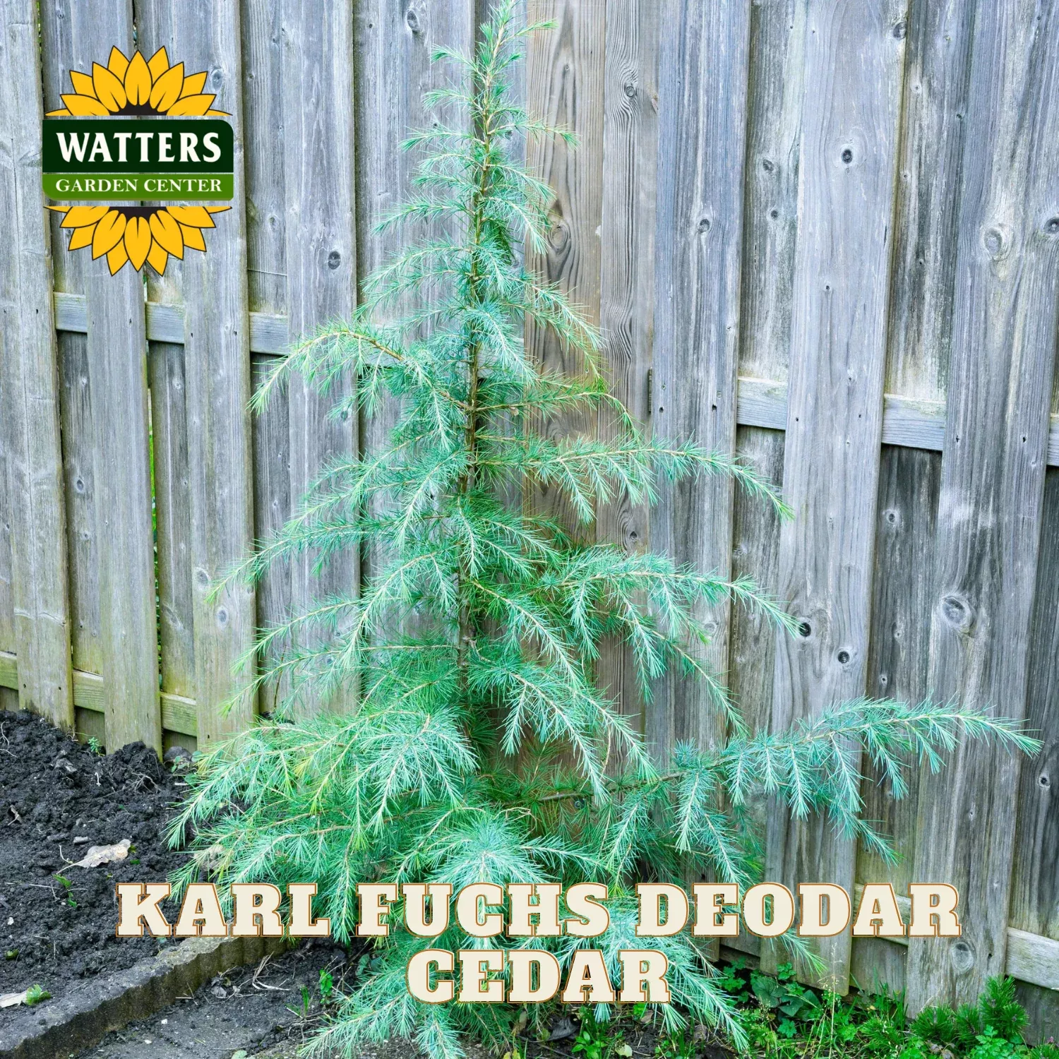 KARL FUCHS DEODAR CEDAR TREE 6-7ft