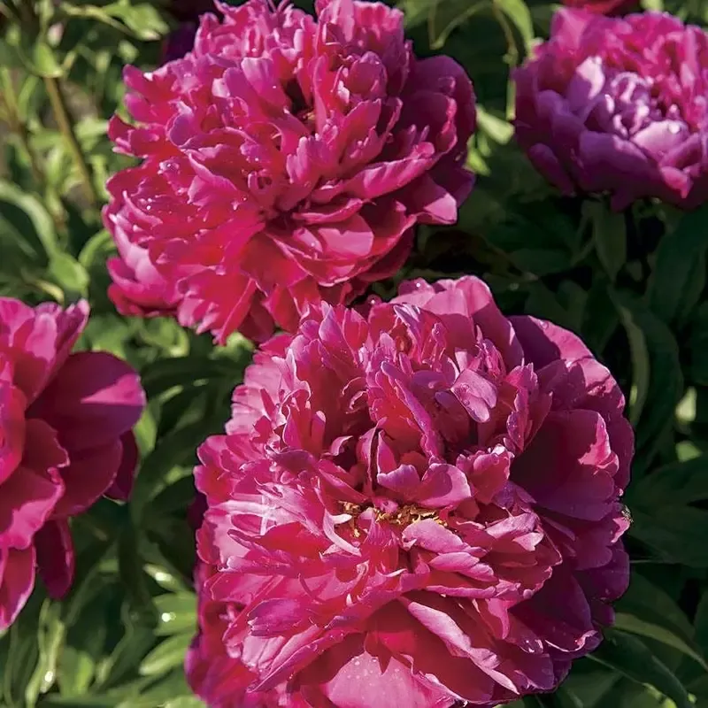 ‘Karl Rosenfield’ Peony