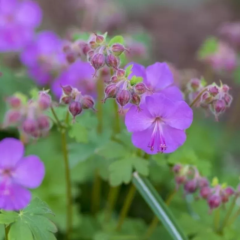 Karmina Cranesbill Geranium