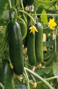 Katrina Mini Cucumber (Non-Treated seed)