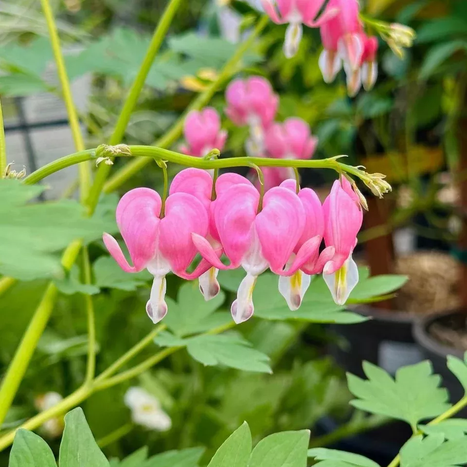 King of Hearts Bleeding Heart
