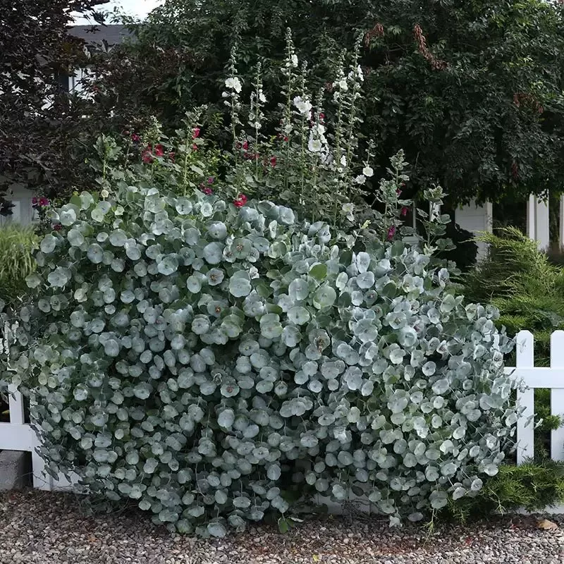 Kintzley’s Ghost Honeysuckle