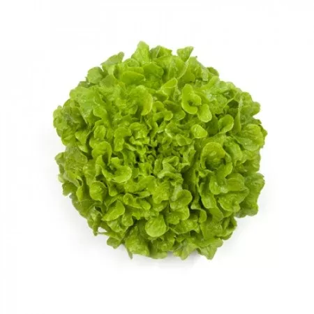 Kiribati F1 Oakleaf Lettuce Pelleted Seeds