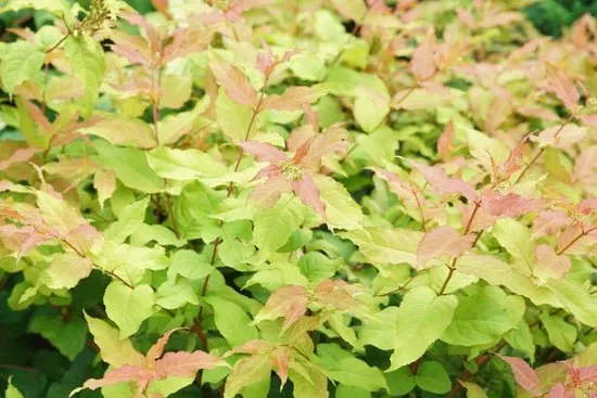 Kodiak Fresh Diervilla x