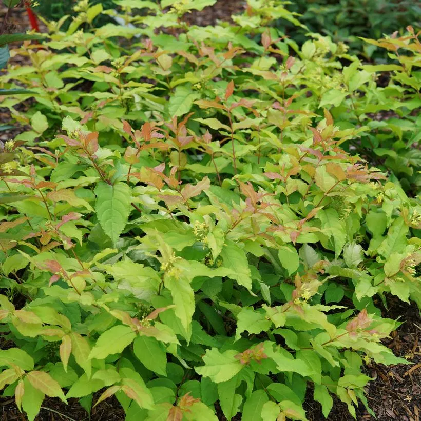 KODIAK Green Bush Honeysuckle