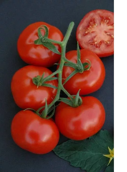 Komeett F1 Truss Tomato