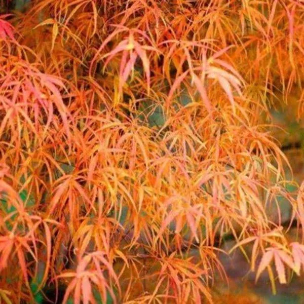 Koto No Ito Japanese Maple