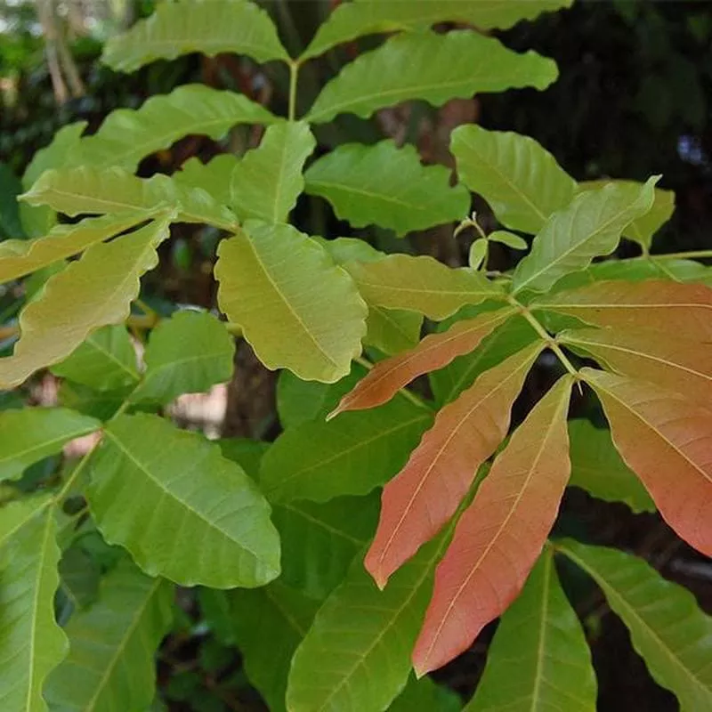 Kusum Tree, Ceylon Oak – Plant