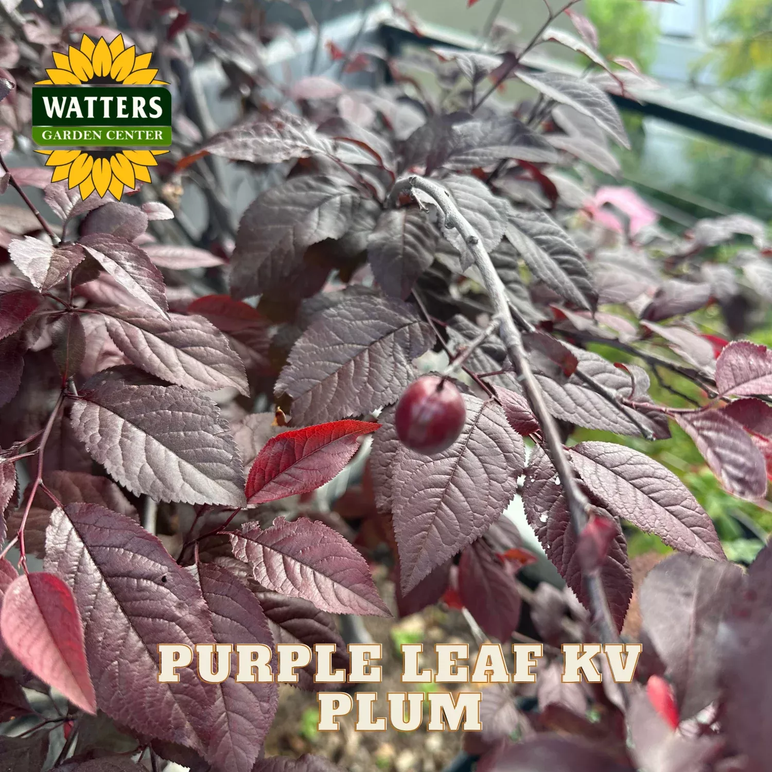 KV PURPLE LEAF PLUM TREE 5gal