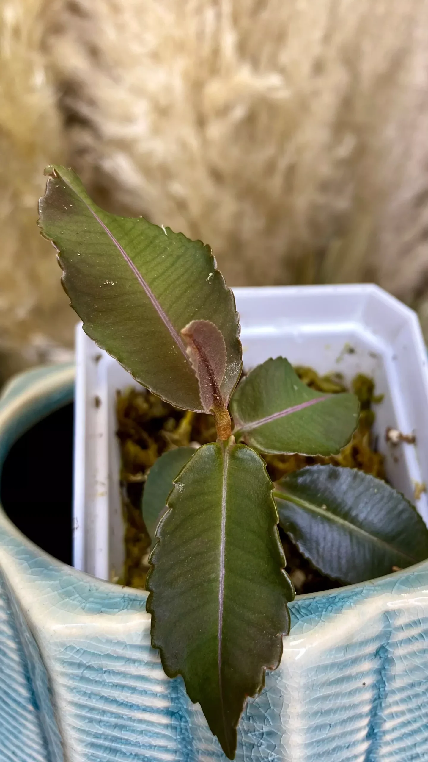Labisia Pumila Pink Line (WL 12)