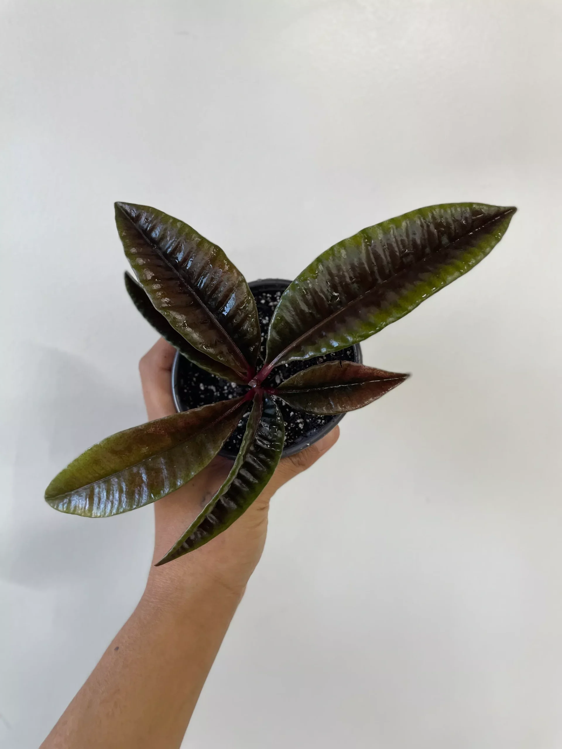 Labisia sp. Borneo