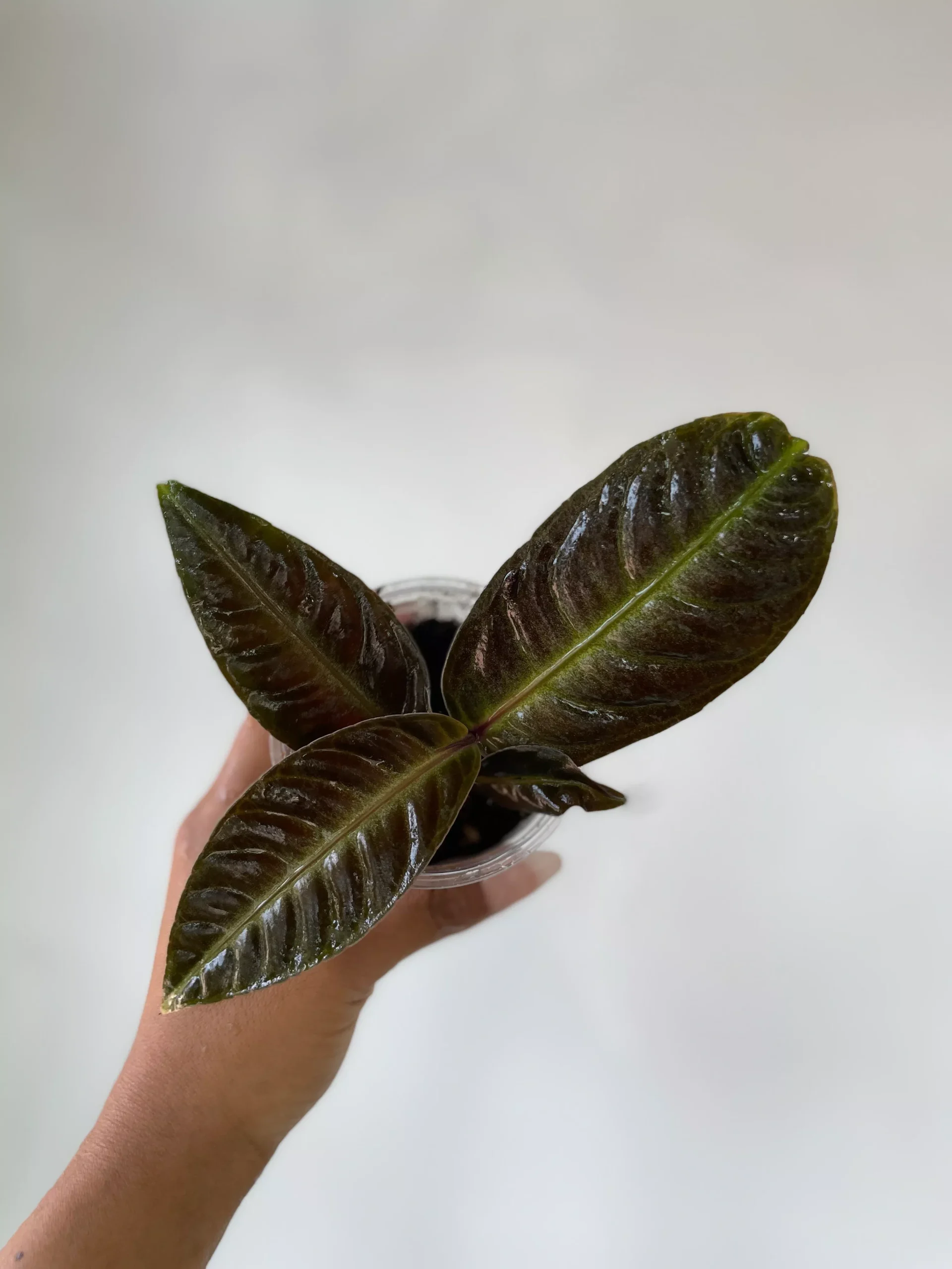 Labisia sp. Neon Vein