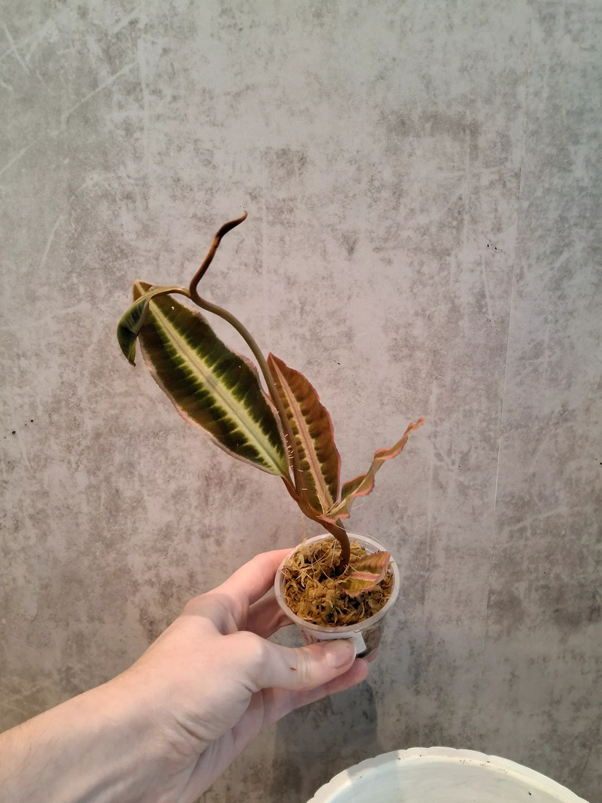 Labisia sp. Pink white line