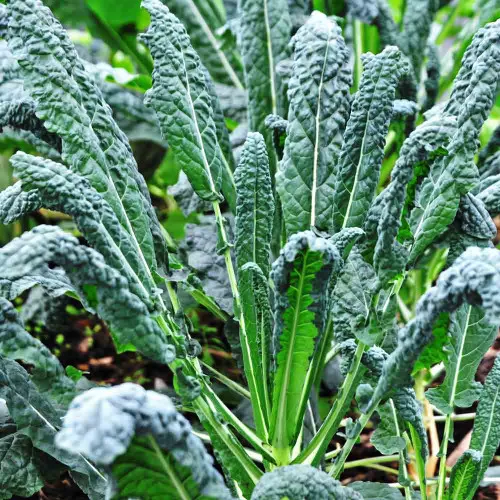 Lacinato Kale Seeds - (Brassica oleracea)