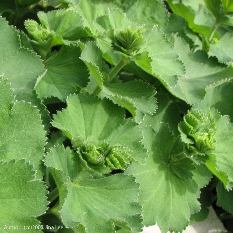 Lady’s Mantle Seeds (Organic)